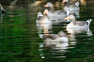 Geese swimming in a lake 