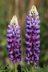 Close-up of purple flowering plant