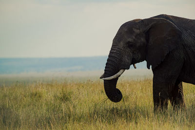 indian elephant
