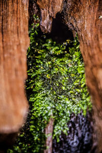 Close-up of moss growing on tree trunk