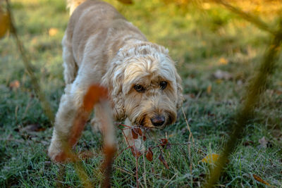 Portrait of dog on field