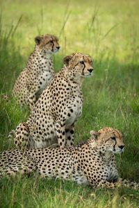 Three cheetahs sit and lie in row