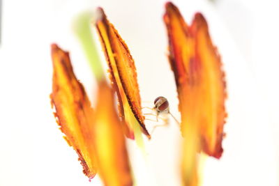 Close-up of insect on white background