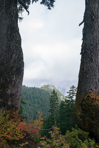 Trees in forest against sky