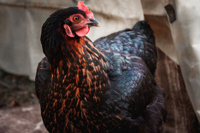 Close-up of a bird