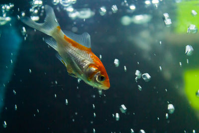 Close-up of fish swimming in sea