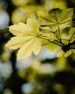 Close-up of leaves on plant