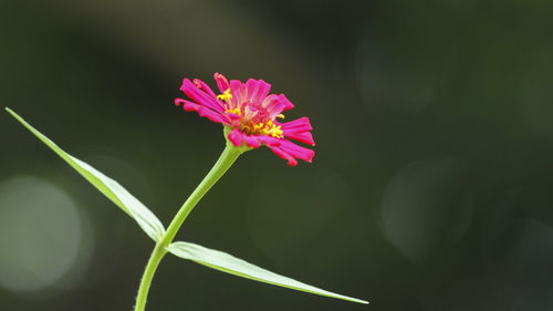 Close-up of pink flowering plant