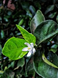 High angle view of green flowering plant