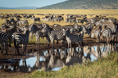 Plains zebra stand around puddle on track