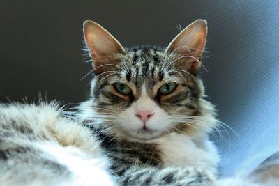 Close-up portrait of cat