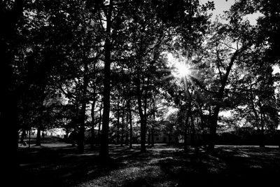 Sunlight streaming through trees in forest