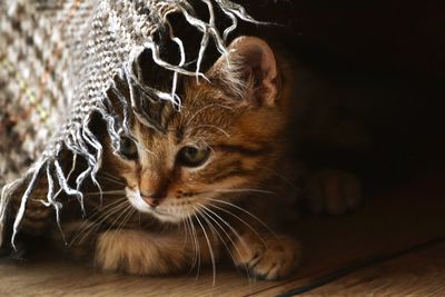 Close-up of a cat looking away