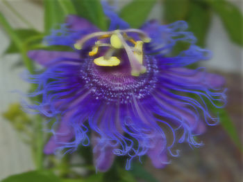 Close-up of purple flowers blooming