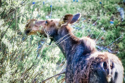 Close-up of giraffe in grass