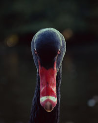 Close-up of swan