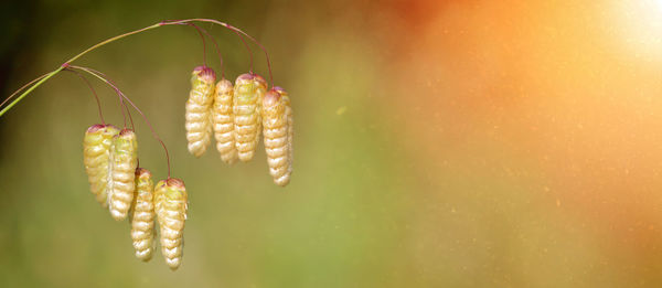 Close-up of corn