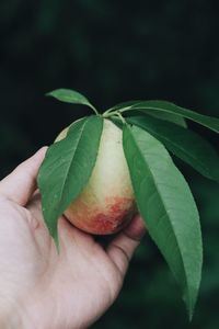 Close-up of hand holding leaves