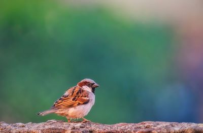 World sparrow day