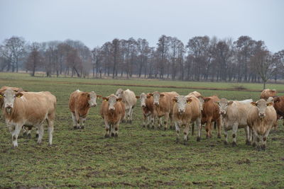 Horses in a field