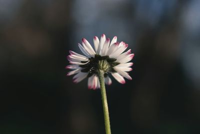 Close-up of fresh flower blooming outdoors