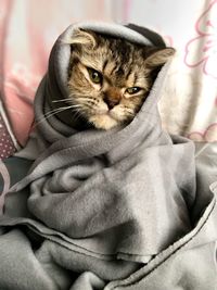 Close-up portrait of cat relaxing on bed