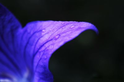 Close-up of purple flower