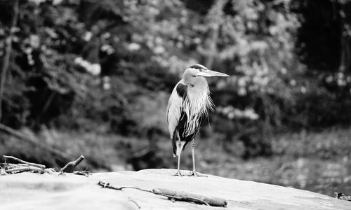 Bird perching on branch