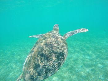 Turtle swimming in sea