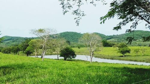 Scenic view of grassy field