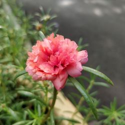 Close-up of pink flower