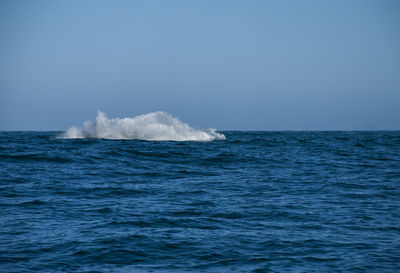 Grey whales in their winter birthing lagoon at adolfo lopez mateos in baja california 