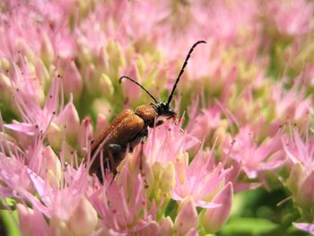 Close-up of butterfly pollinating on pink flower