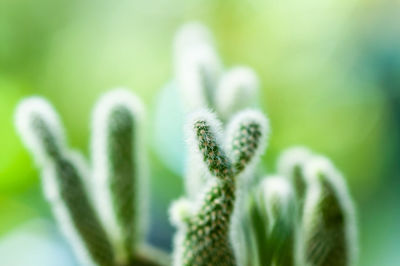 Close-up of white flower