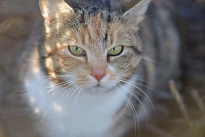 Close-up portrait of a cat