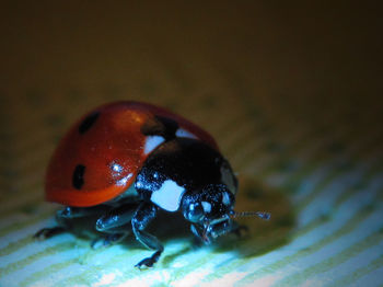 Close-up of ladybug on leaf