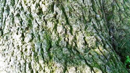 Full frame shot of tree trunk