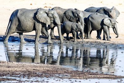 Elephant drinking water in lake