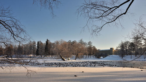 Bare trees on snow covered field against sky