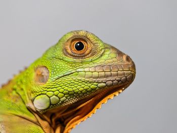 animal themes