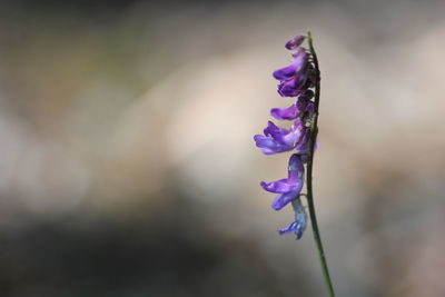Close-up of purple flowers