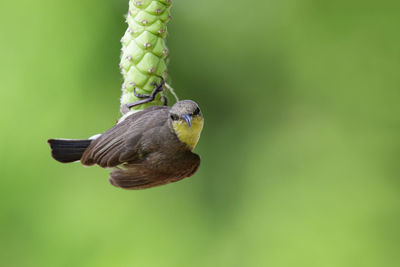 Close-up of bird perching on plant