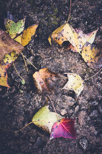 High angle view of fallen leaves on ground