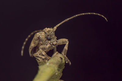 Close-up of insect over black background