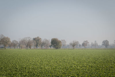 Scenic view of field against clear sky