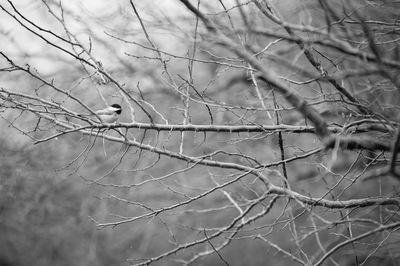 Close-up of bird perching on bare tree