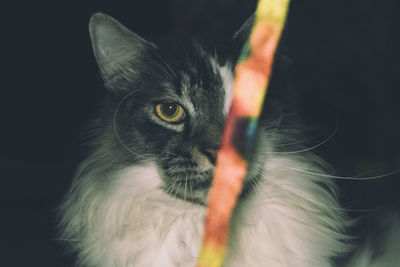 Close-up portrait of cat