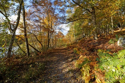 Trees in forest