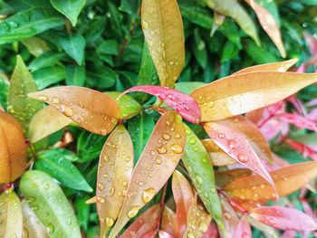 Close-up of water drops on leaves