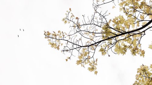 Low angle view of flower tree against clear sky